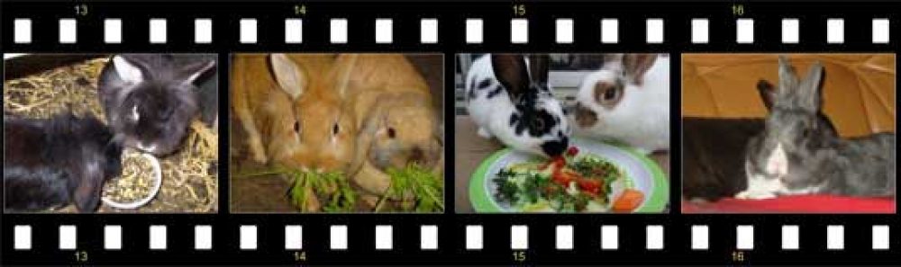 Zin en onzin van het Koppelen van Konijnen